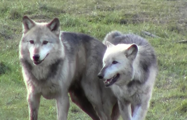 50 shades of grey wolf…….