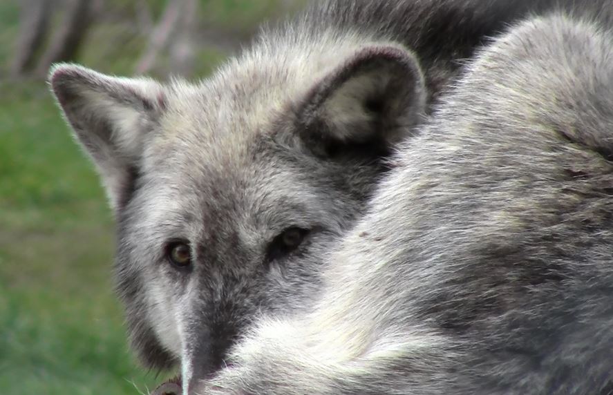 Through the eyes of a wolf……….