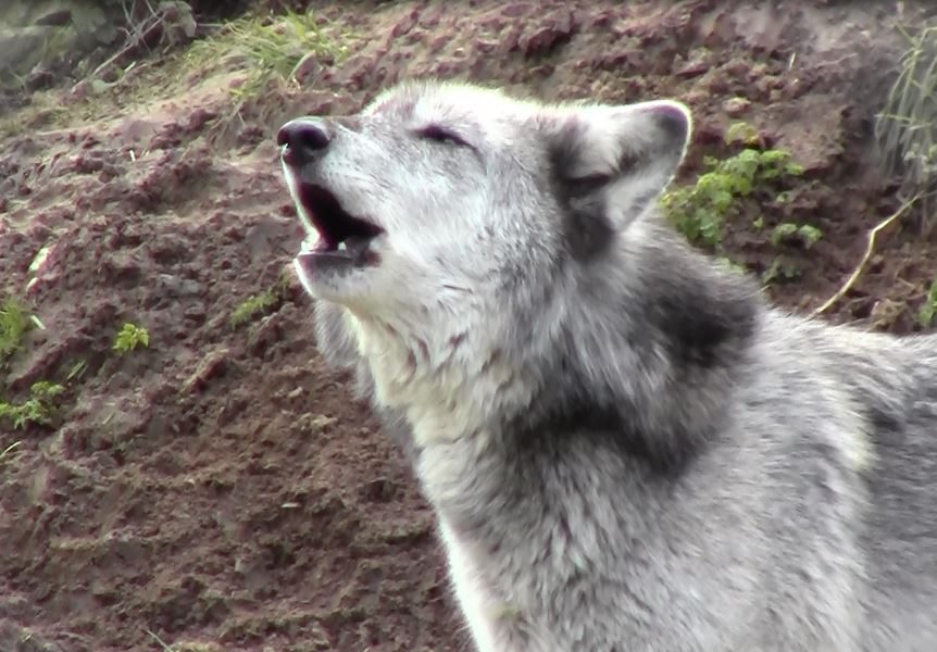 mosi_howling-1