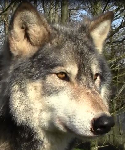 nuka-close-up-2