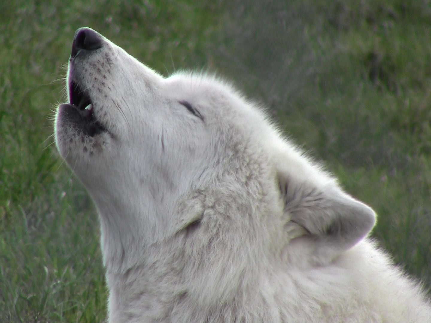 pukak-howling-1