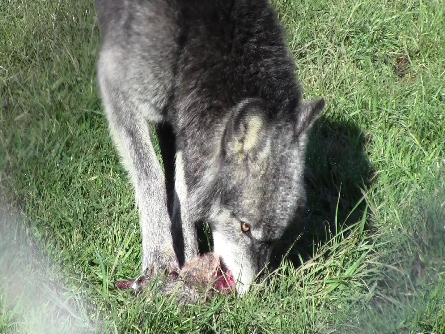tala_eating_rabbit-jpeg