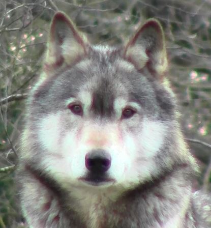 torak_profile-2