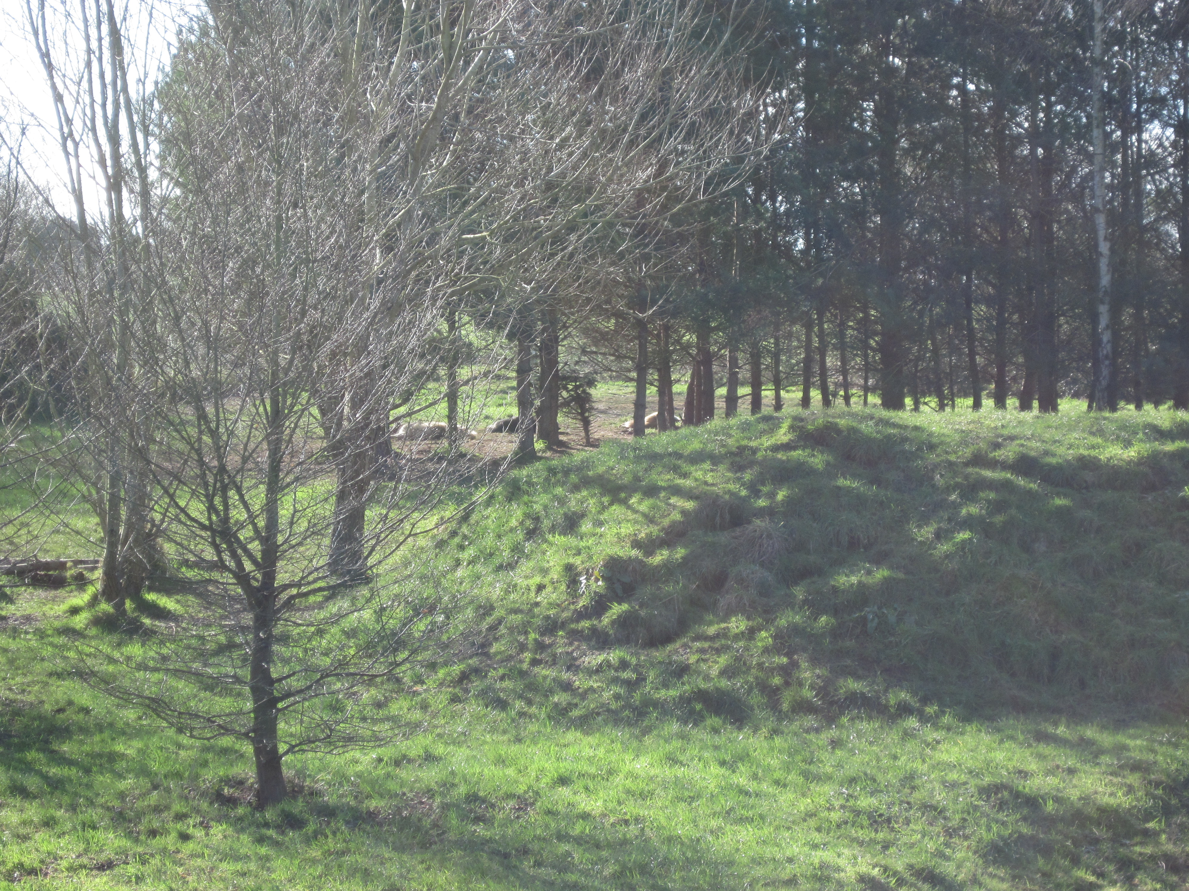 wolves-trees-1