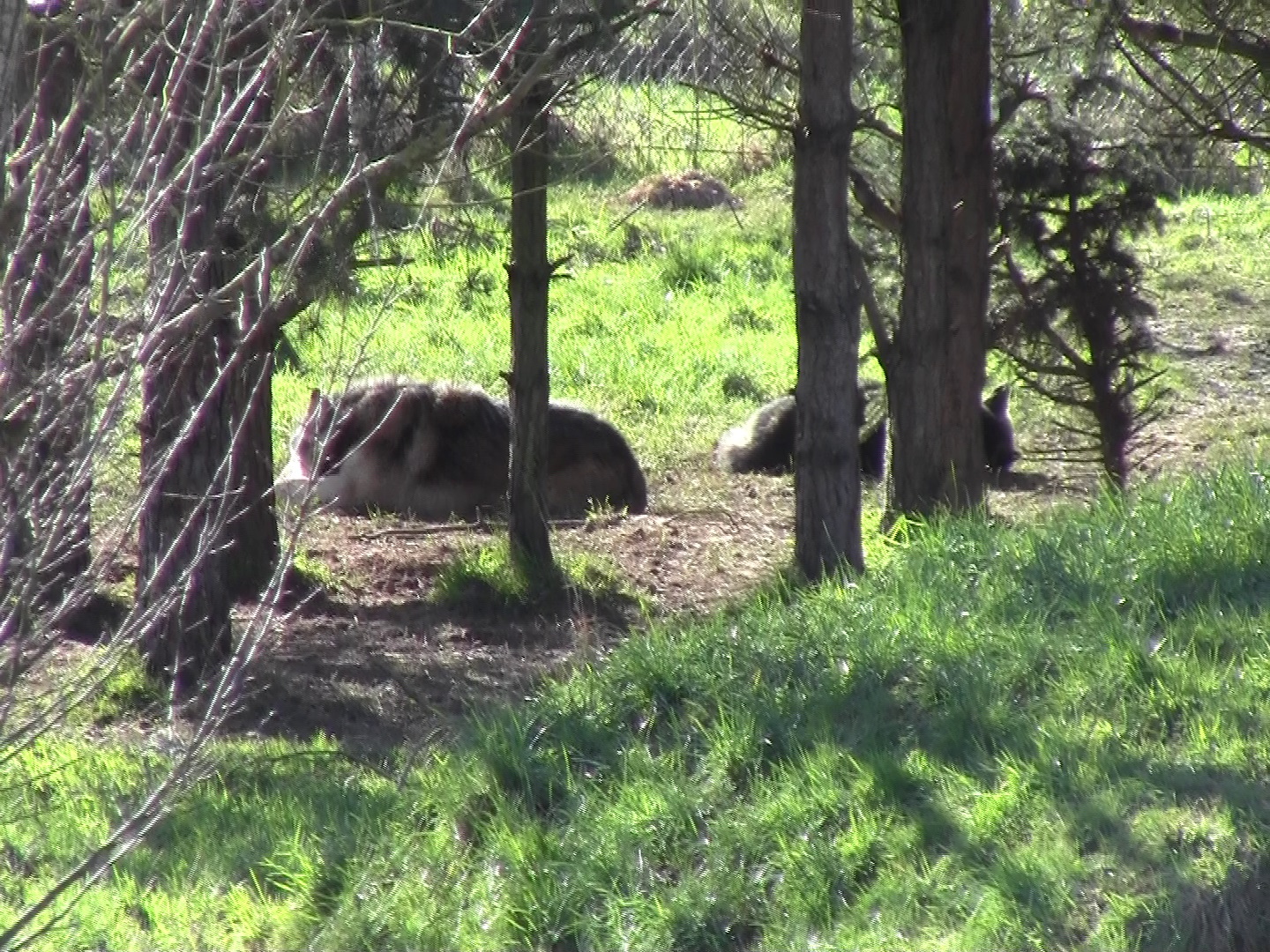 wolves-trees-2