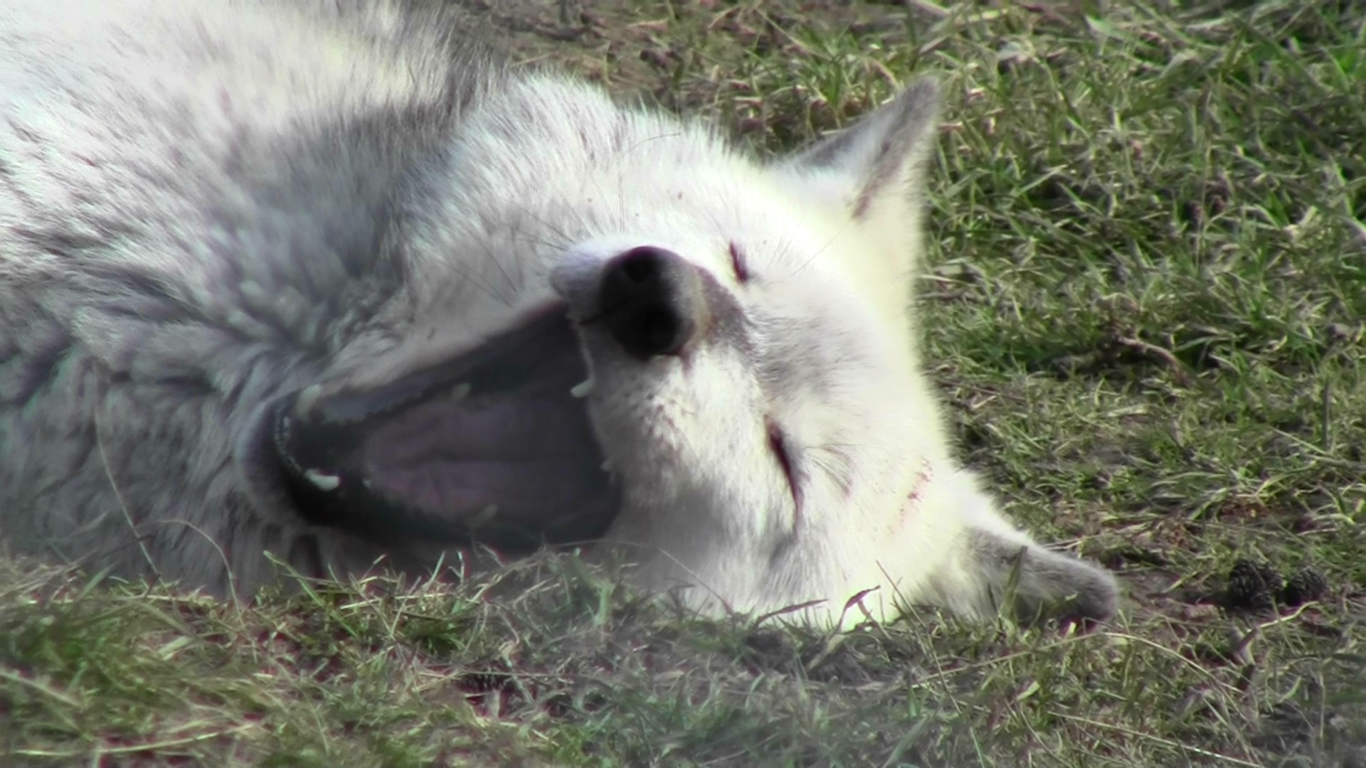 Canid get enough of canids………