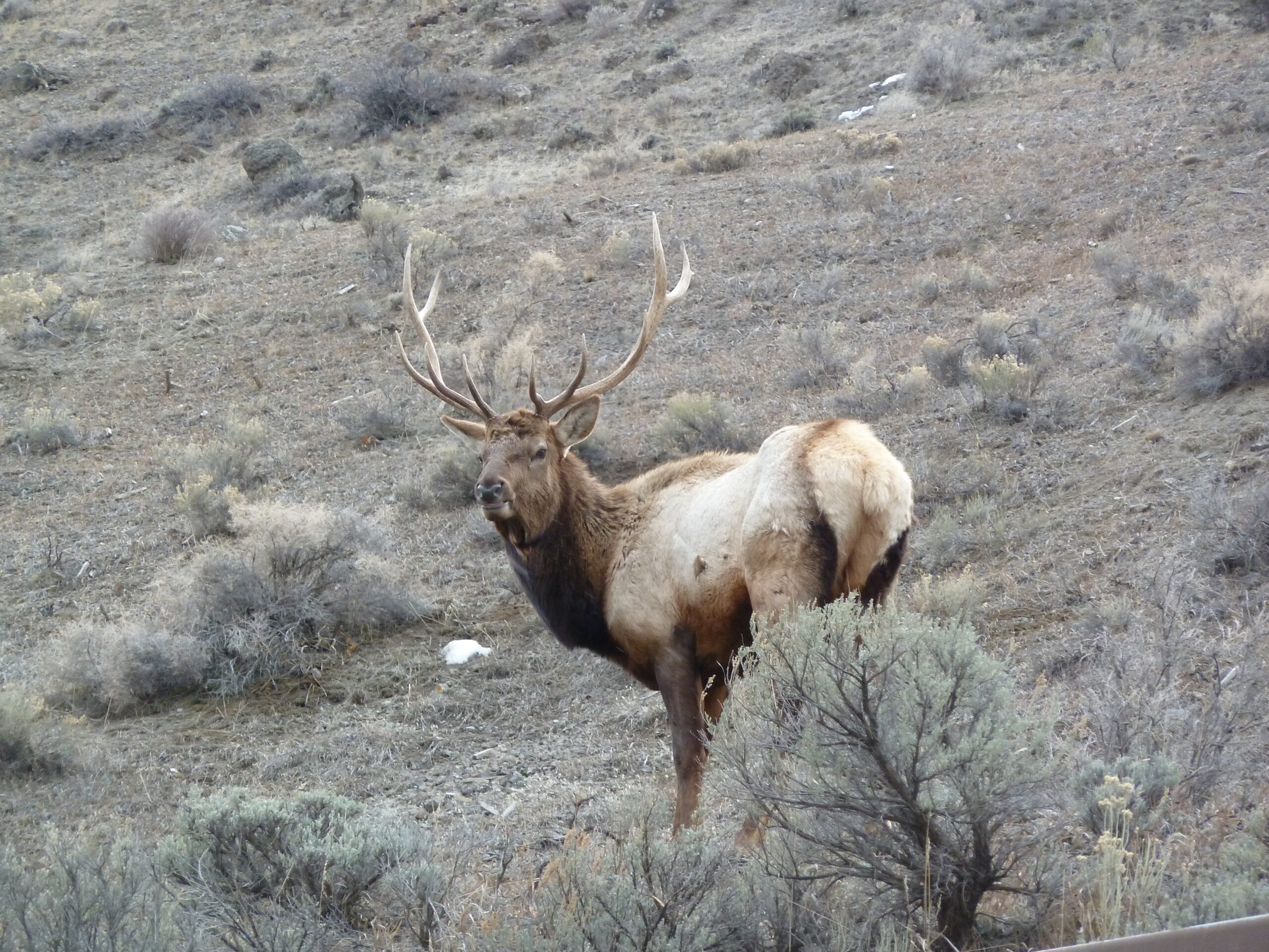 Undulating ungulates!