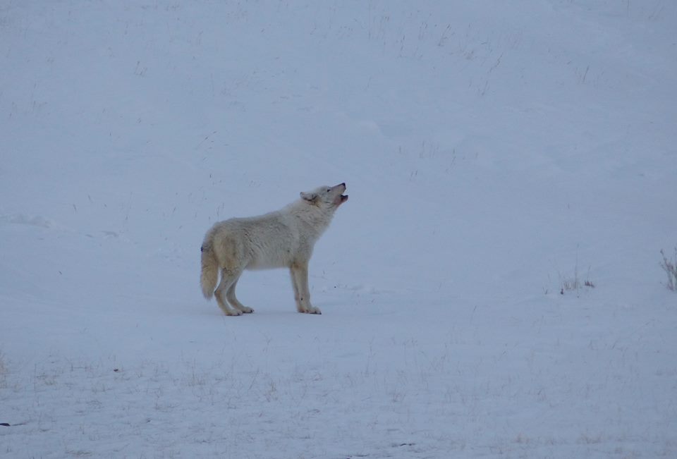Wolf Mother - Researching Wolves