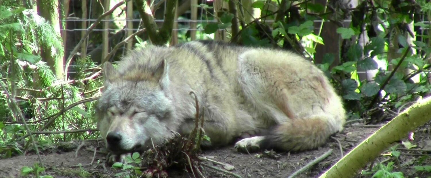 Researching Wolves