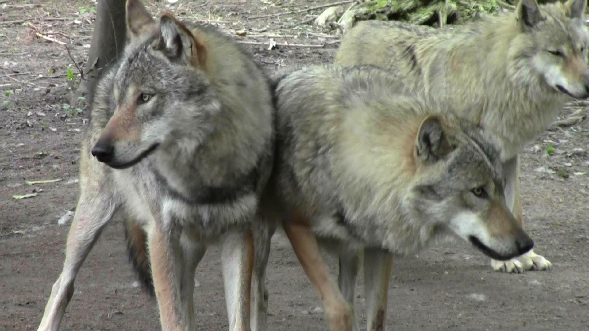 Lights, Camera, Wolves, Action!! Part 2……